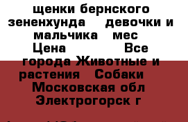 щенки бернского зененхунда. 2 девочки и 2 мальчика(2 мес.) › Цена ­ 22 000 - Все города Животные и растения » Собаки   . Московская обл.,Электрогорск г.